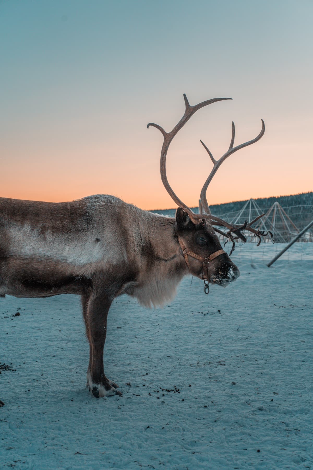 Deer in Kiruna, Sweden