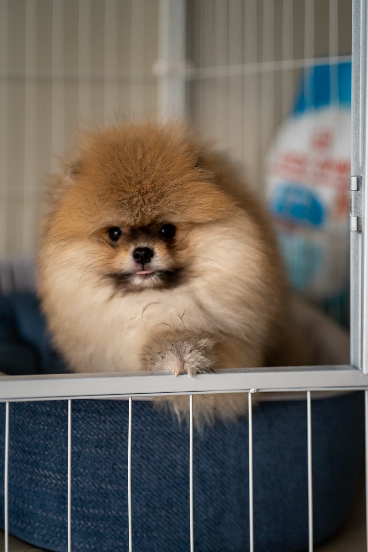 Puppy